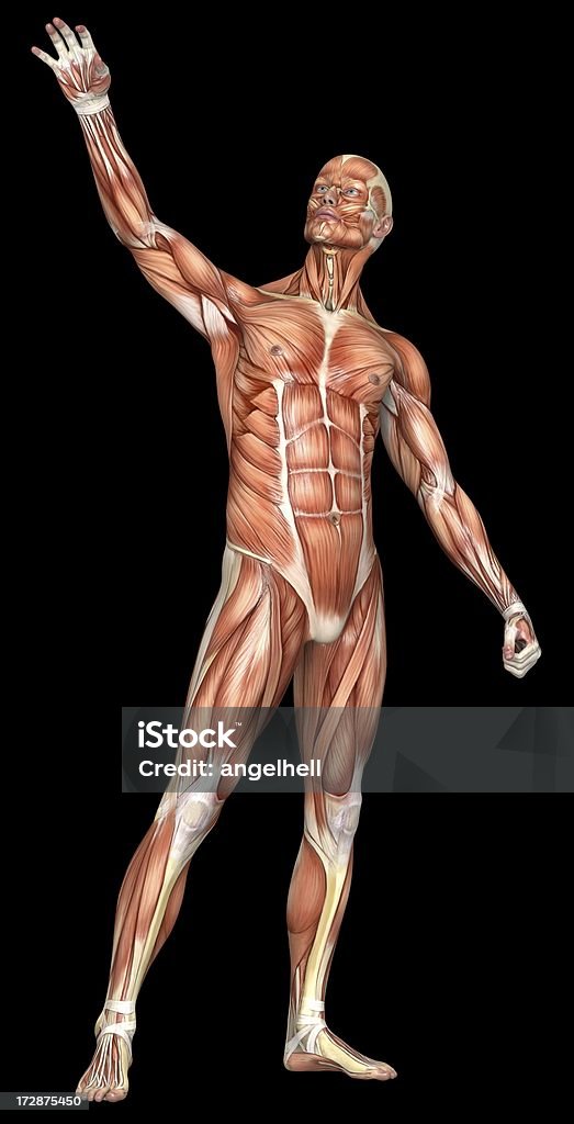 人体の男性、筋肉 - 全身のロイヤリティフリーストックフォト