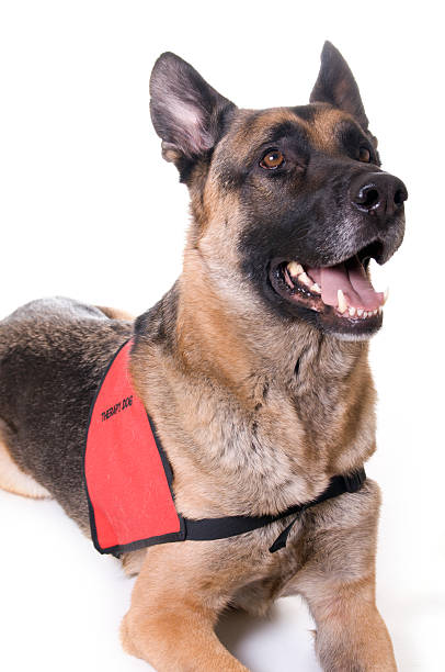 Therapy dog laying down and waiting for a command stock photo