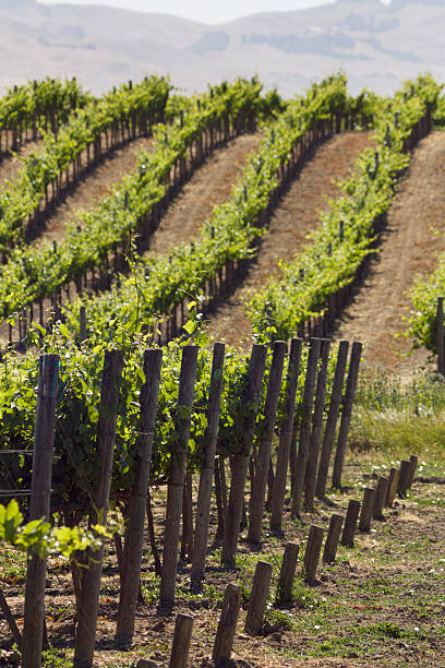 winnica rzędy - carneros valley napa valley vineyard california zdjęcia i obrazy z banku zdjęć