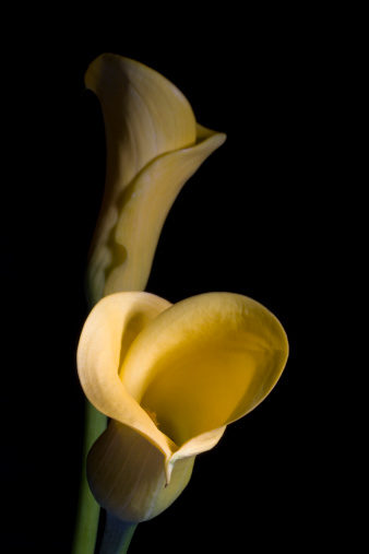 Two yellow Calla Lilies on a black background. For more florals on black see