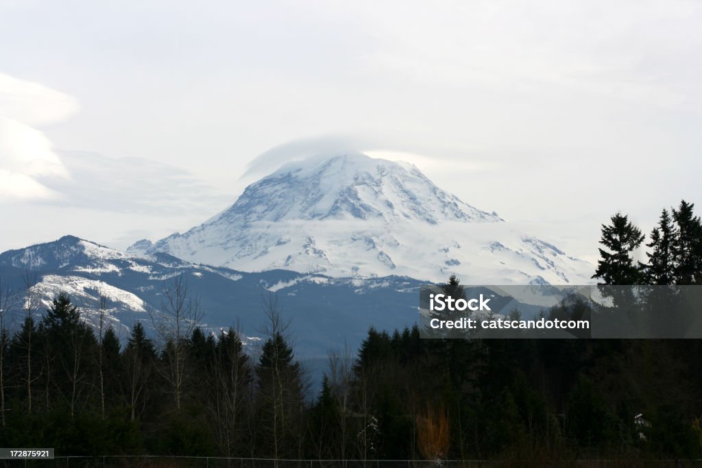 Widok na las z niebieskim koloryt w Parku Narodowym Mount Rainier - Zbiór zdjęć royalty-free (Chłodny)