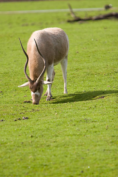 addax antelope stock photo