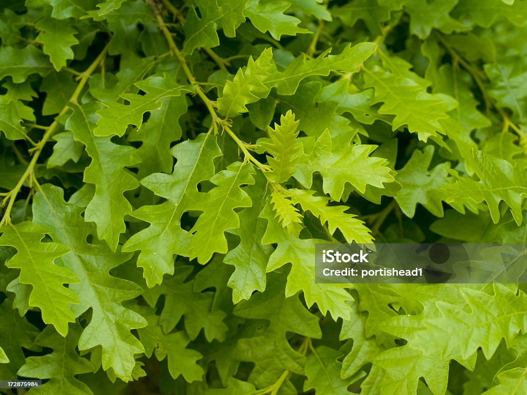 oak branch - Стоковые фото Без людей роялти-фри