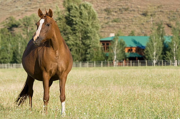 Pregnant Mare Pregnant Arabian mare. mare stock pictures, royalty-free photos & images