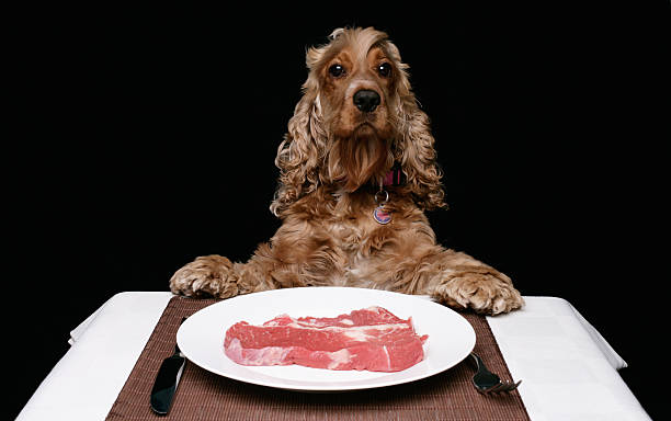 Spoilt Dog A cocker spaniel sits at a dinner setting with a large steak on a white plate exclusive dinner stock pictures, royalty-free photos & images