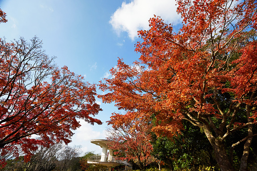 Image of autumn leaves in the park at their peak