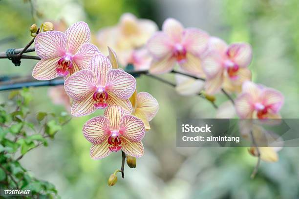 Elegante Florecer Orchids Foto de stock y más banco de imágenes de Orquídea - Orquídea, Fotografía - Imágenes, Color - Tipo de imagen