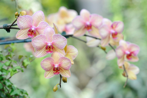 Elegant orchids in blossom