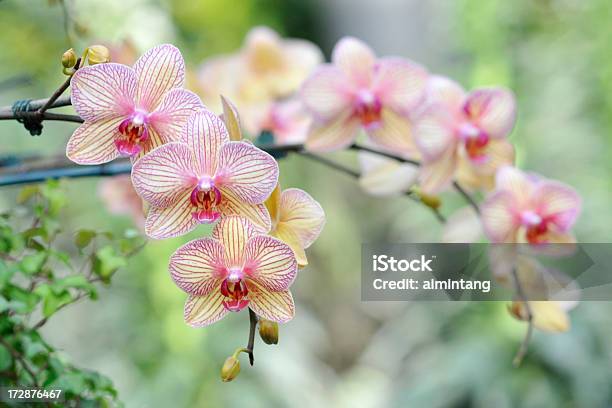 Eleganckie Rozkwiecony Orchidee - zdjęcia stockowe i więcej obrazów Orchidea - Orchidea, Fotografika, Egzotyczny kwiat