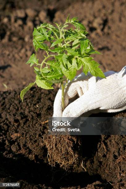 Tomatoes Planting Stock Photo - Download Image Now - Adult, Adults Only, Agriculture