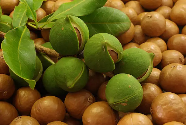 A bunch of macadamia nuts in the husk and macadamia leaves arranged on top of macadamia nuts. The green husks around the nuts are just starting to open and reveal the nuts inside.