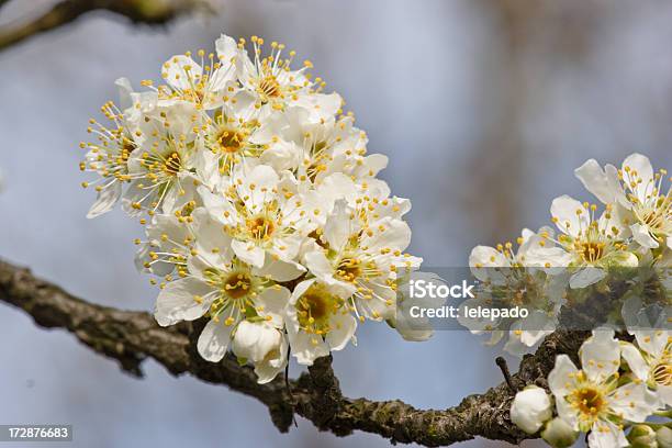 Photo libre de droit de Fleur De Cerisier banque d'images et plus d'images libres de droit de Arbre - Arbre, Arbre en fleurs, Beauté de la nature