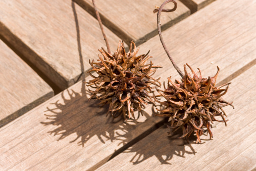 Two seeds of liquidambar in artistic position and ilumination.