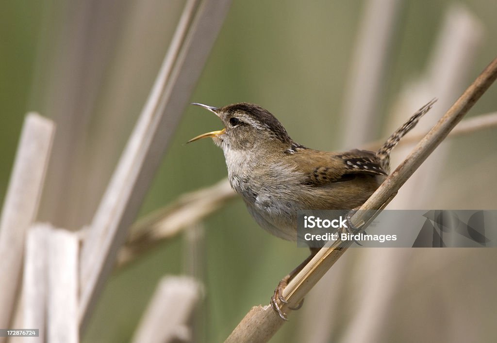 Mangue Wren cantando em Cattails - Foto de stock de Animal royalty-free