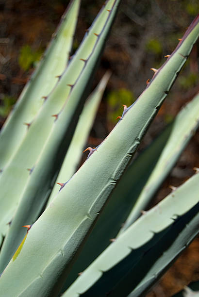 istock The Century Plant 172876853