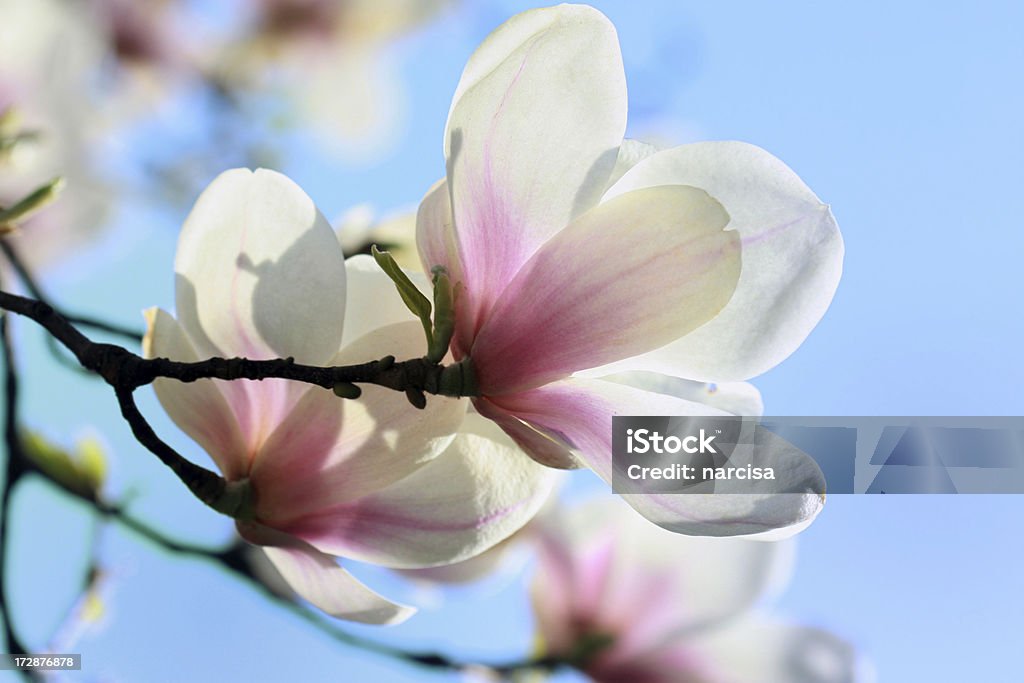 Delicadas magnolia - Foto de stock de Azul libre de derechos