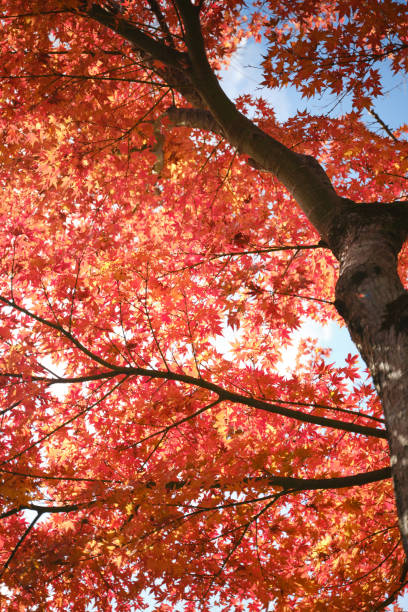 istock Maple leaves dye the sky red 1728769423