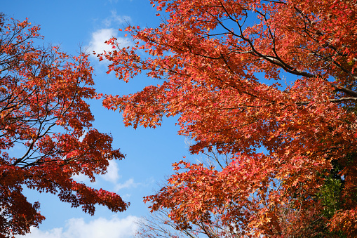 beautiful red maple