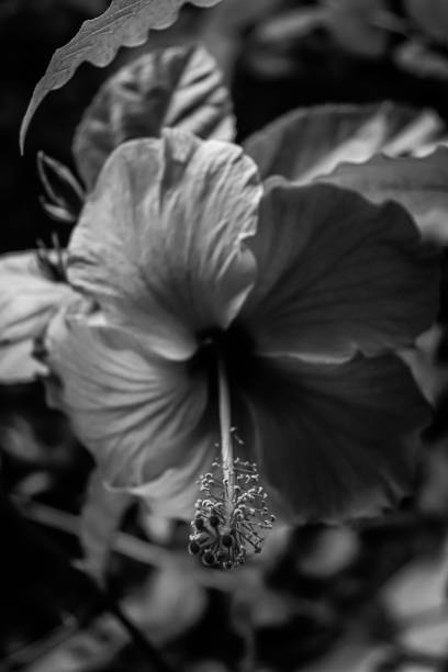 istock Pink hibiscus, black and white photo 1728770979