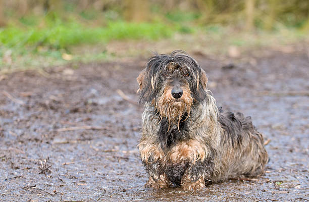 muddy pie - dachshund dog sadness sitting fotografías e imágenes de stock