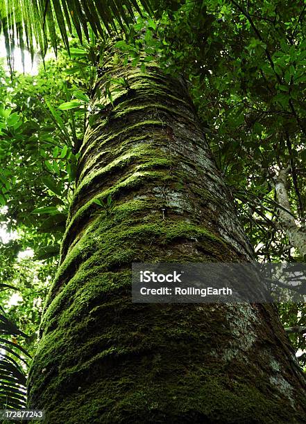 Tronco De Árvore No Amazon - Fotografias de stock e mais imagens de Amazónia peruana - Amazónia peruana, América do Sul, Ao Ar Livre