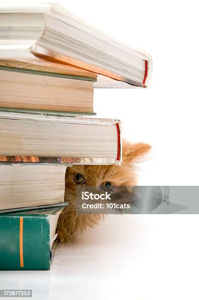Versteckspiel Stockfoto und mehr Bilder von Buch - Buch, Versteckspiel, Blick in die Kamera