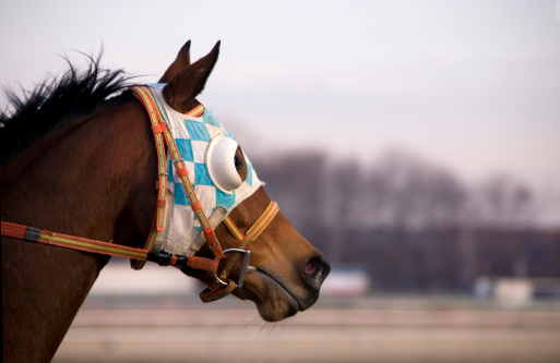 A close up of a racehorses head while he's galloping on the track. The colors of the blinkers and bridle ARE NOT SPECIFIC to any stable.