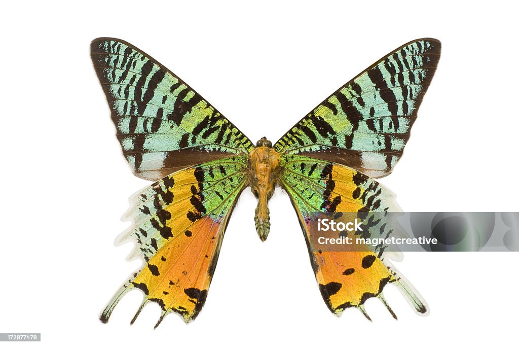 Hermosa mariposa - Foto de stock de Colorido libre de derechos