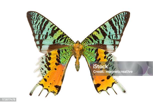 Hermosa Mariposa Foto de stock y más banco de imágenes de Colorido - Colorido, Mariposa - Lepidópteros, Animal