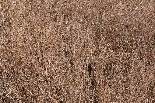 dried weeds in empty land. non-agricultural area.