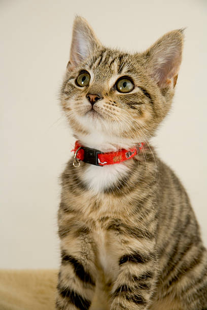 istock Cute wided eyed kitten looking upwards 172877540