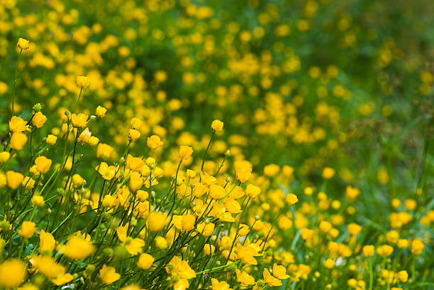 pole kwiatów z jaskier - drop defocused focus on foreground herbal medicine zdjęcia i obrazy z banku zdjęć