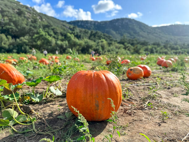 istock pumpkin patch. fresh orange pumpkins on a farm field. Rural landscape 1728775965
