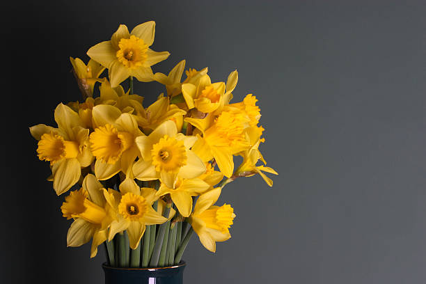 istock Daffodil flowers in the house interior 172877616