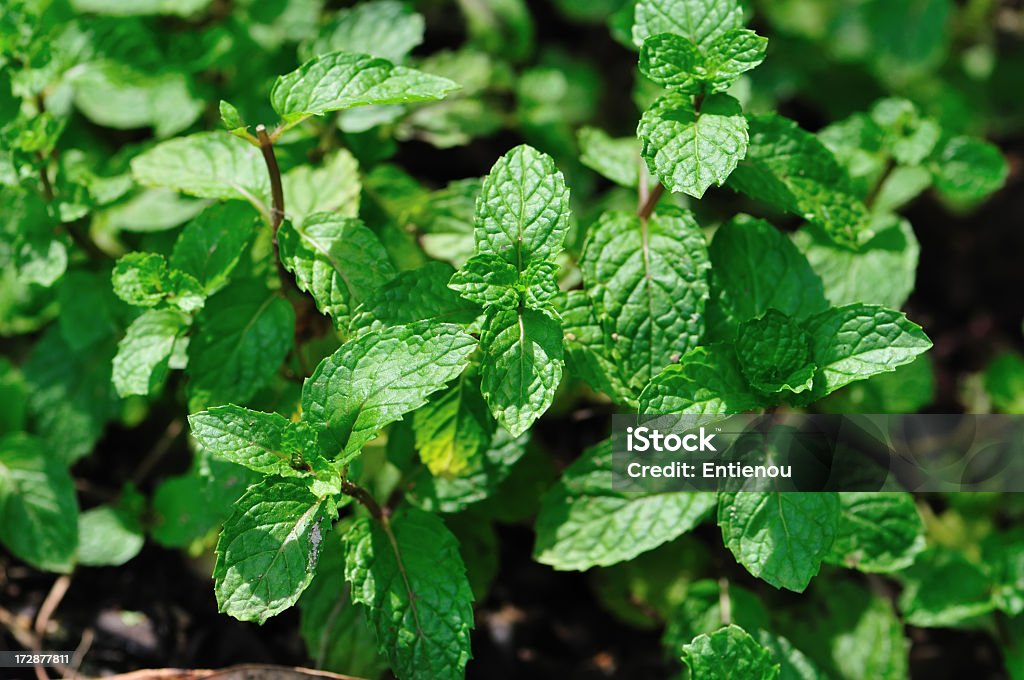 Mint Blätter - Lizenzfrei Blatt - Pflanzenbestandteile Stock-Foto