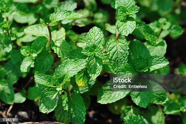 Mint Blätter Stockfoto und mehr Bilder von Blatt - Pflanzenbestandteile - Blatt - Pflanzenbestandteile, Niemand, Pfefferminze