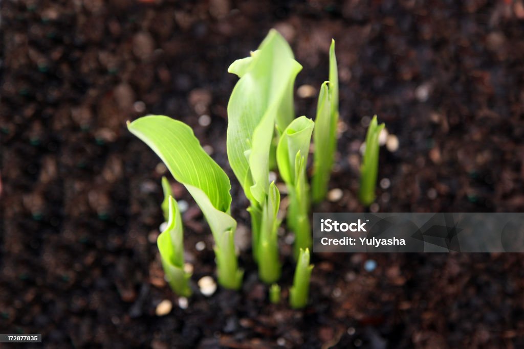 Green sprouts Lilly Green sprouts Bud Stock Photo