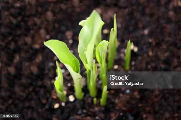 Green Sprouts Stock Photo - Download Image Now - Bud, Day Lily, Flower