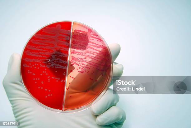 E Coli - Fotografias de stock e mais imagens de Analisar - Analisar, Antibiótico, Bactéria