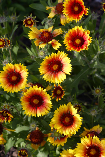 Closeup from cockade flowers.Please see more flower pictures from my Portfolio.Thank you!