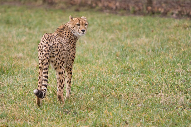 cheetah stock photo