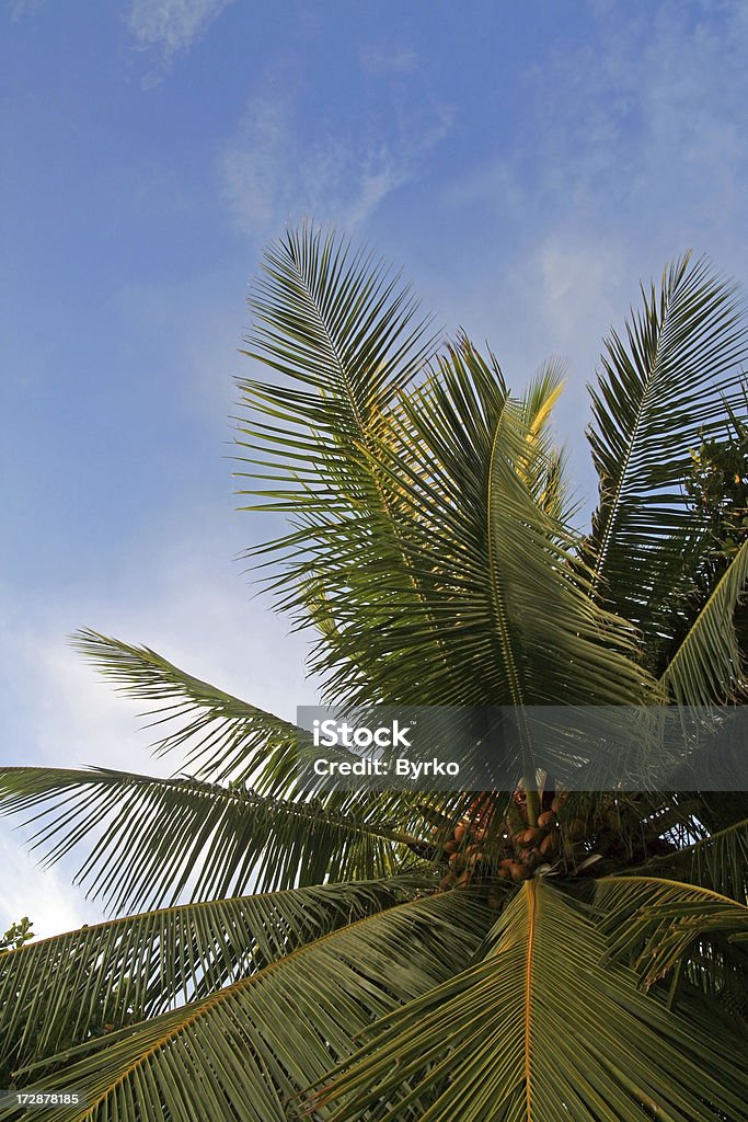 Кокосовое пальмовое дерево - Стоковые фото Вертикальный роялти-фри