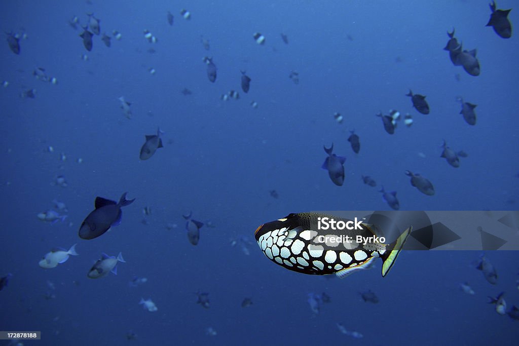 Vida subaquática do mar - Foto de stock de Coral - Cnidário royalty-free