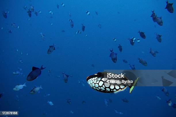 Foto de Vida Subaquática Do Mar e mais fotos de stock de Coral - Cnidário - Coral - Cnidário, Grupo Grande de Animais, Maldivas