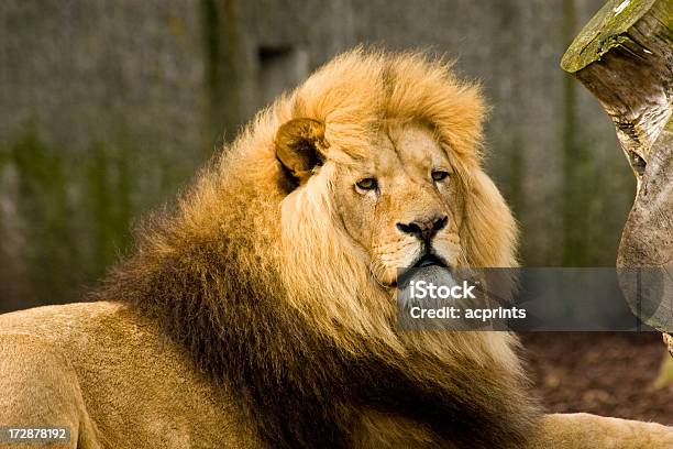 Männliche Löwe Stockfoto und mehr Bilder von Afrika - Afrika, Ebene, Fotografie