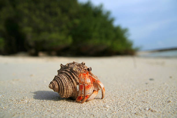 cangrejo ermitaño terrestre - land hermit crab fotografías e imágenes de stock