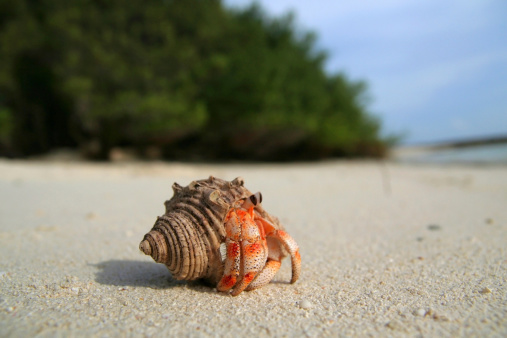 Macro Land Hermit Crab on Maldivian IslandsOther lightboxes