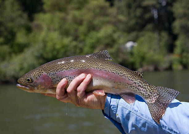 istock Holding a Colorful Rainbow Trout 172878387