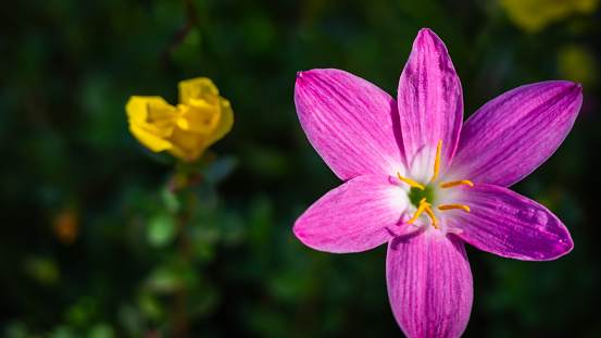 flower, pink, blooming, of Zephyranthes minuta, Amaryllidaceae, blurred background, beautiful, macro
