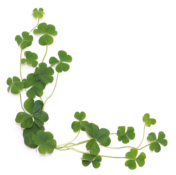 Clover